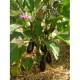 Aubergine
