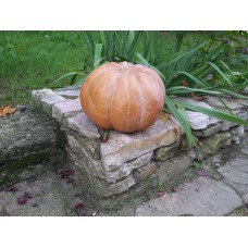 Courge musquée ENORME de provence entière + 2 bougies offertes + 1 tutoriel
