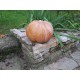 Courge musquée ENORME de provence entière + 2 bougies offertes + 1 tutoriel