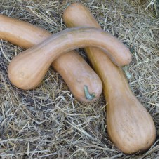 Courge longue de Nice entiere