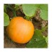 Courge KIT HALLoWEEN + tuto + bougies