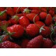 Fraises
