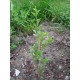 Plant de goji