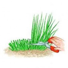 Plant de ciboulette