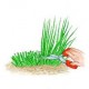Plant de ciboulette