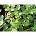 Plant de menthe chocolat