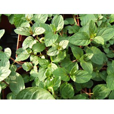 Plant de menthe chocolat