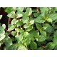 Plant de menthe chocolat