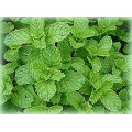 Plant de menthe marocaine