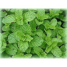 Plant de menthe marocaine