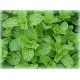 Plant de menthe marocaine