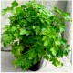 Plant de persil plat