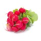 Radis rond rouge