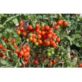 Tomates cerises rouges (variétés anciennes)