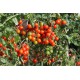 Tomates cerises rouges (variétés anciennes)
