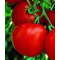 Tomate ronde et rouge
