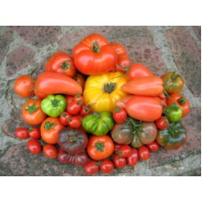 Tomate variétés anciennes